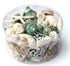 extra large premium jade green mixed seashell pack